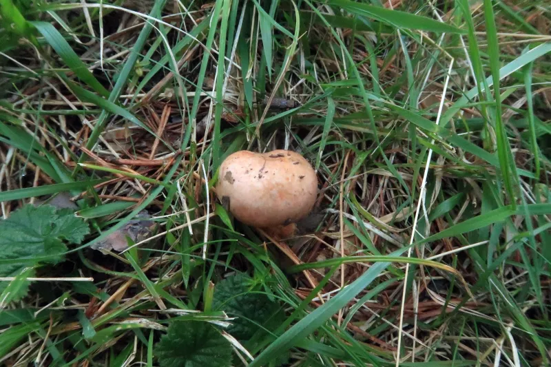 Chroogomphus mediterraneus 1 - IMG_7820